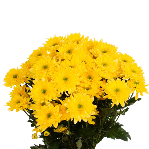 Коммандер желтый хризантема кустовая (5 шт)