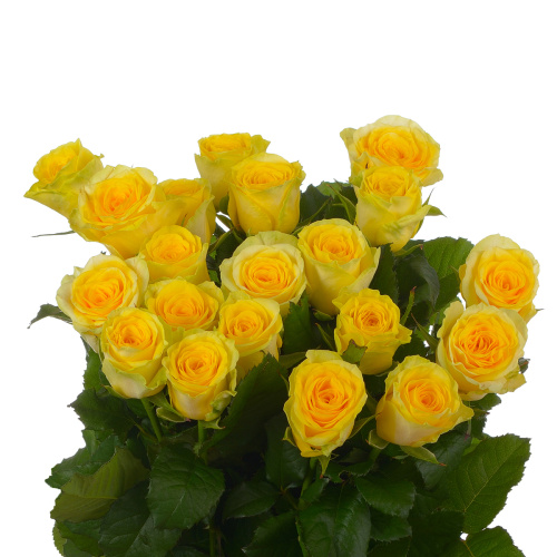 Иллиоз (20 шт) рм