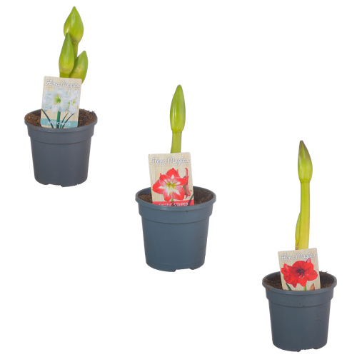 Гиппеаструм микс 2 цв 20/13