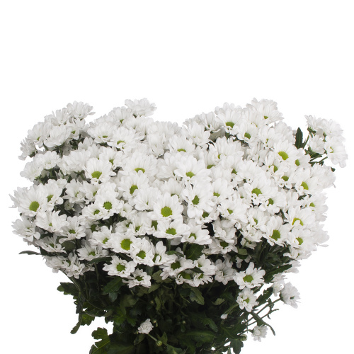 Сантини ласси (25 шт)