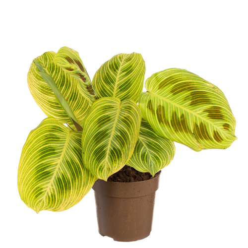 Маранта голден вейн 30/11 см