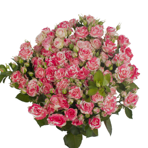 Файрворкс куст. (10 шт) рм