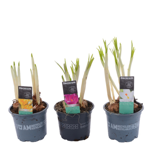 крокус микс 15/9 см