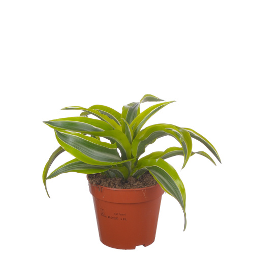 Драцена торнадо 20/12 см