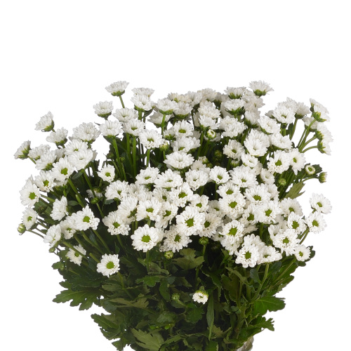 Сантини боуи (25 шт)