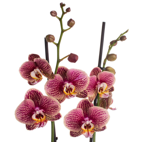 Орхидея фаленопсис бергер 2 цв 65/12 см