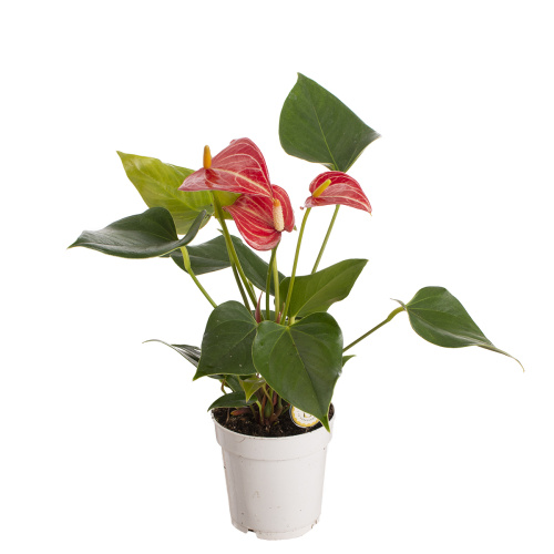 Антуриум ливиум 30/9 см