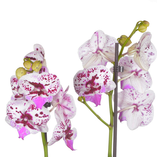 Орхидея фаленопсис спичлес элеганс 2 цв 60/12 см