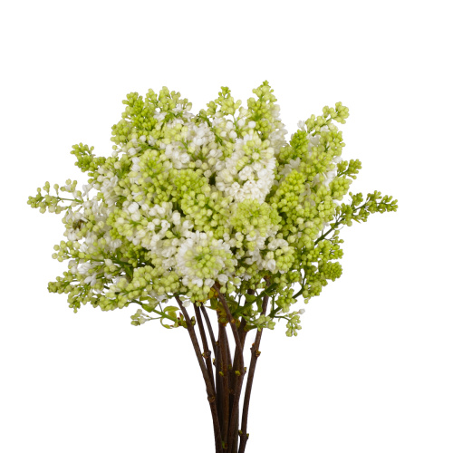 сирень степмен (10 шт)