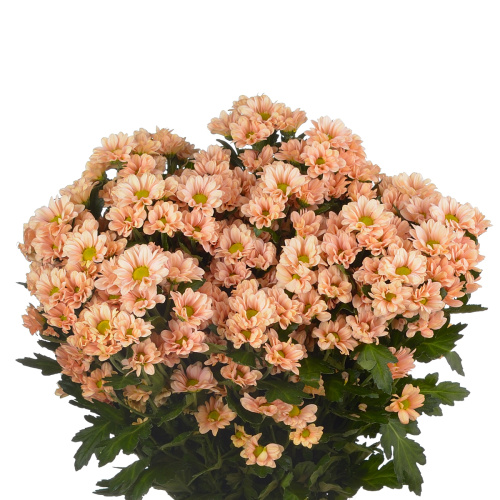 Сантини бабетте (25 шт)