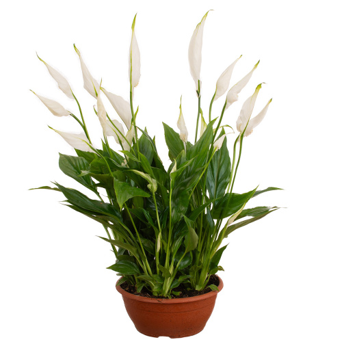 Спатифиллум шопен 35/17 см