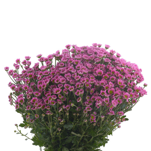 Сантини Мадиба Танга (25 шт)