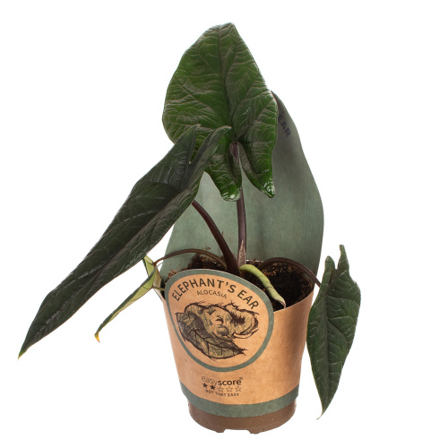 Алоказия скальпрум 30/11 см