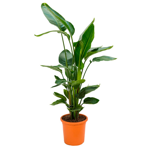 Стрелиция николай 200/27 см