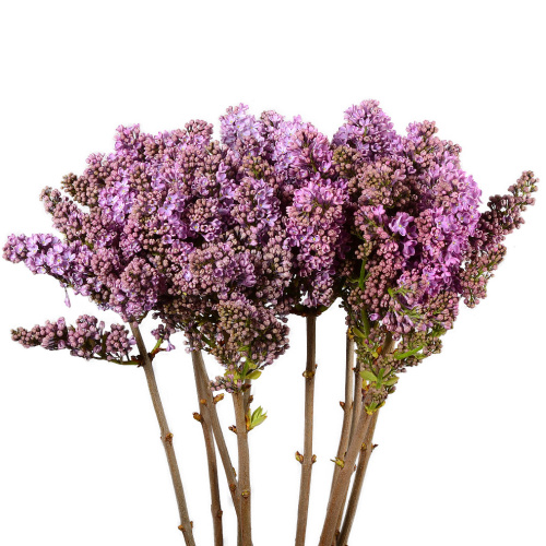 сирень хорстен (10 шт)