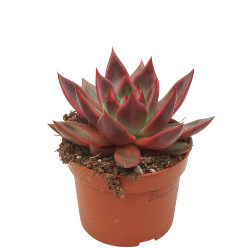 эхиверия антарис 15/10 см