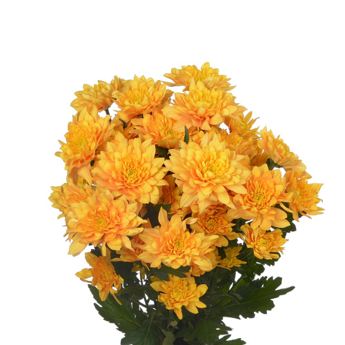 Пастела оранж хризантема кустовая (5 шт)
