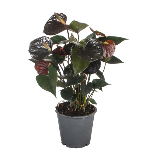 Антуриум блэк лав 35/12 см