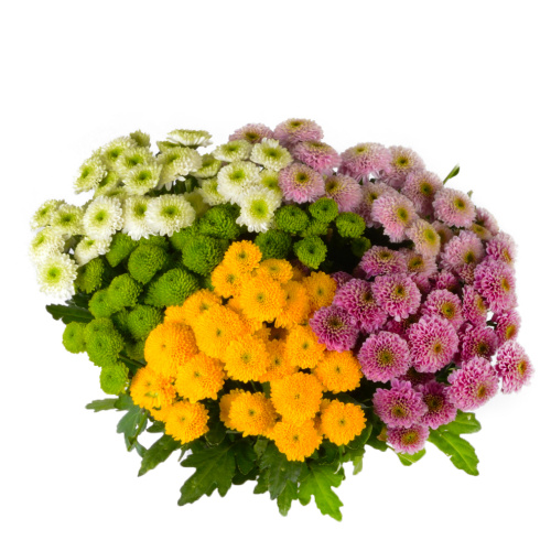 Сантини Помпо микс (25 шт)