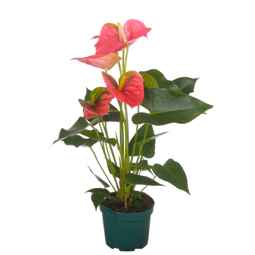 Антуриум колорадо 65/17 см