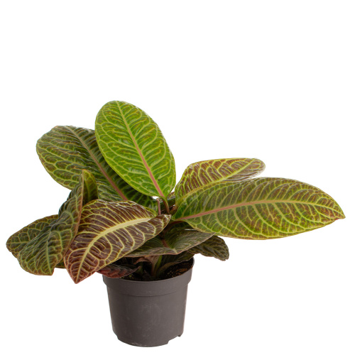 Лабизия зебра 30/13 см