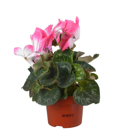 Цикламен фьюжн 30/13 см