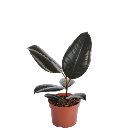 Фикус Абиджан 40/12 см