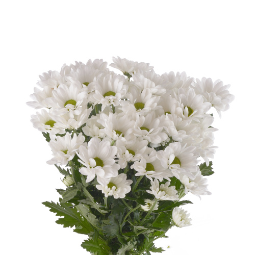 Чик белый хризантема кустовая (5 шт)