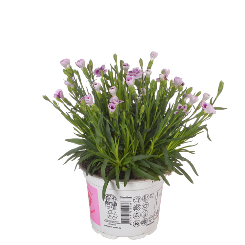 Гвоздика пинк киссес 20/12 см