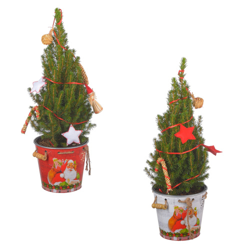 Ель глаука коника новогодняя 45/15 см