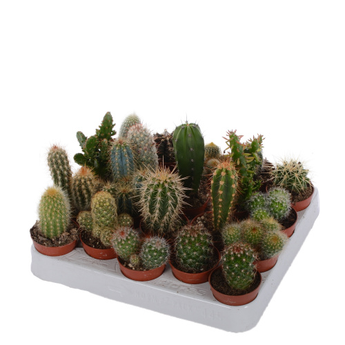 кактус микс 10/5 см