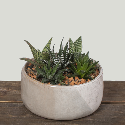 Композиция из растений 10