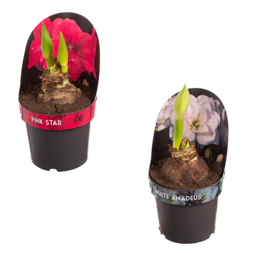 Гиппеаструм микс 2 цв 25/17 см