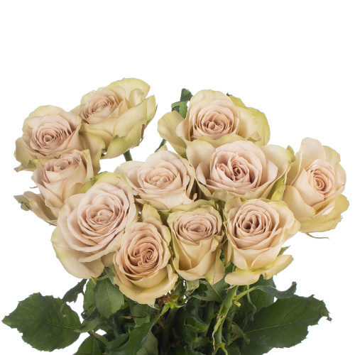 Нотр дам (10 шт) рм