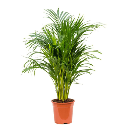 Арека 100/21 см