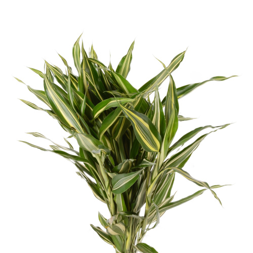 драцена (банч)