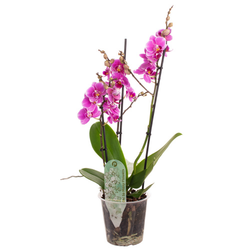 Орхидея фаленопсис мульти фрайдей флай 3 цв 40/12 см