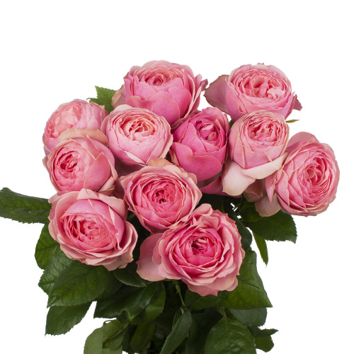 Сильва пинк садовая (10 шт) рм