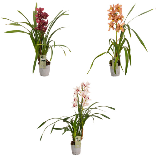 Орхидея цимбидиум 1 цв 55/12 см