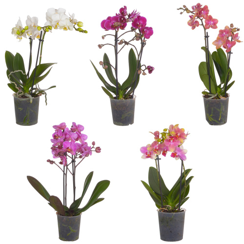 Орхидея фаленопсис мульти микс 2 цв 35/9 см