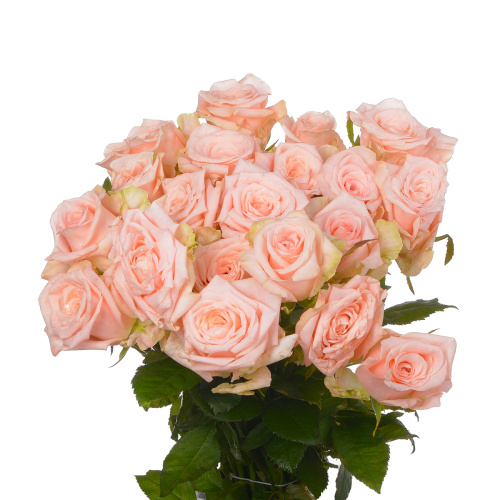 Кимберли (20 шт) рм