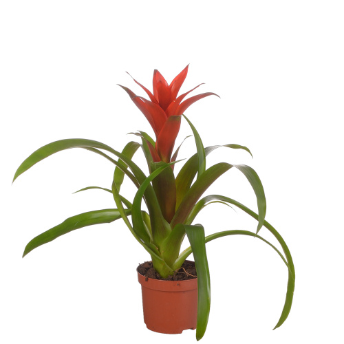 Гузмания аллюр 30/9 см