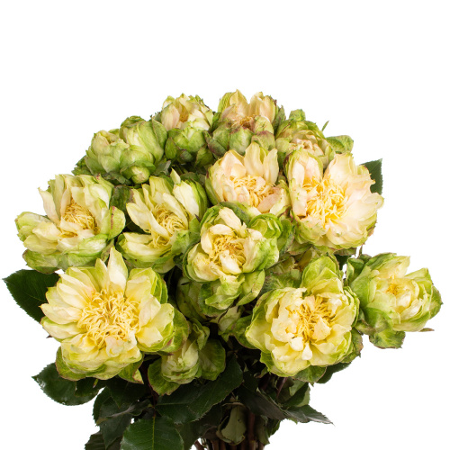 Вегги (25 шт)