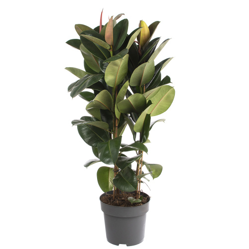 Фикус робуста 130/31 см