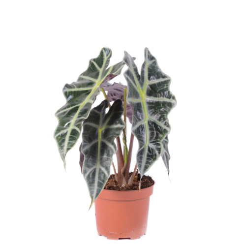 Алоказия Полли 45/12 см