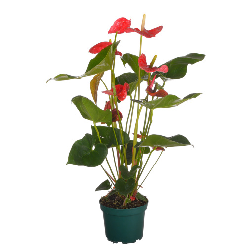 Антуриум мадурал 70/17 см