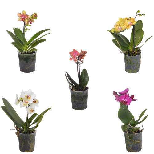 Орхидея фаленопсис мульти микс 1 цв 35/9 см