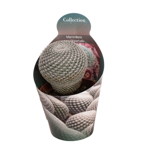 Кактус маммилярия псевдопербелла 15/10 см