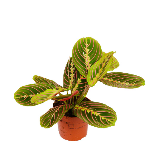 Маранта Триколор 30/12 см