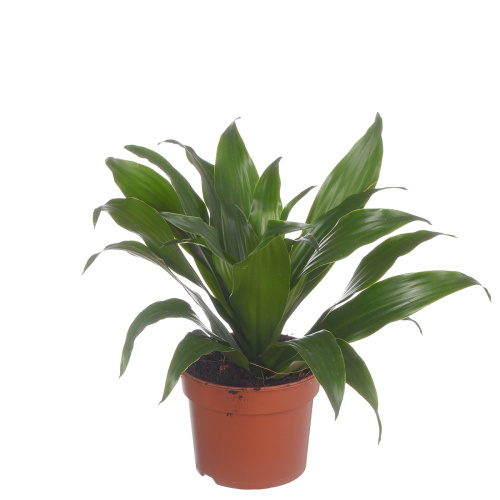 Драцена компакта 20/9 см